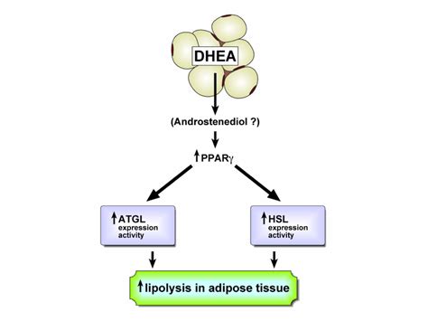 Dhea Dependent Stimulation Of Lipolysis In Adipose Tissue Is Due To The