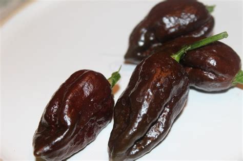 Chocolate Bhutlah Pepper Heirlooms