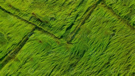 Aerial View Of Green Rice Field Texture Background Rice Plants Bend