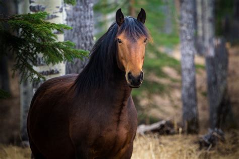 The Wild Horses of Alberta on Behance