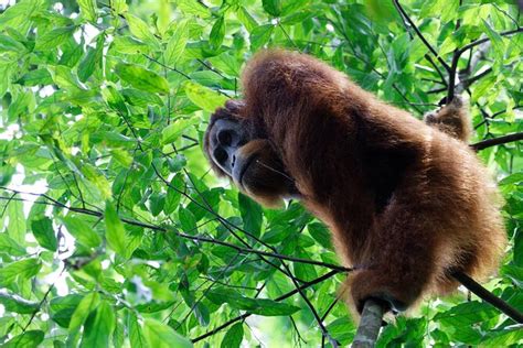 North Sumatra Bukit Lawang Berastagi Lake Toba Day Tour Medan