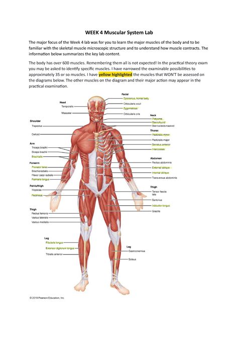 Week 4 Muscular System Lab Summary Week 4 Muscular System Lab The Major Focus Of The Week 4