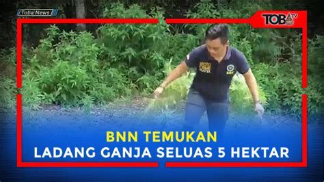 Bnn Temukan Ladang Ganja Seluas Hektar Mandailing Natal Youtube