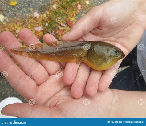 Giant American Bullfrog Tadpole in Hands Stock Photo - Image of wetland ...