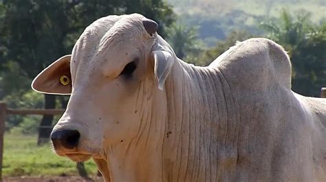 Arroba do boi gordo tem nova alta no preço e chega a R 233 no interior