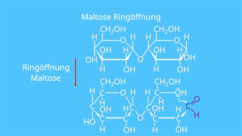 Maltose Einfach Erkl Rt Strukturformel Vorkommen Mit Video