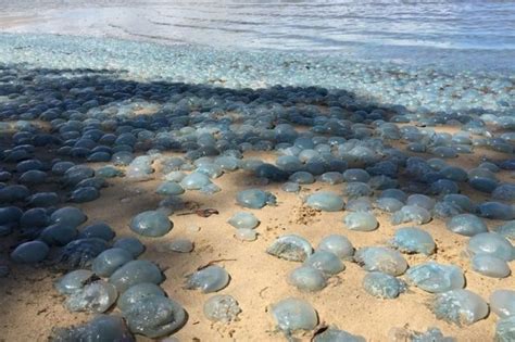 La sorpresiva aparición de miles de medusas azules en una playa de