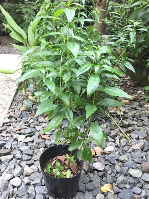 Organic Serpentina Plant Herbal Medicine Furniture Home Living