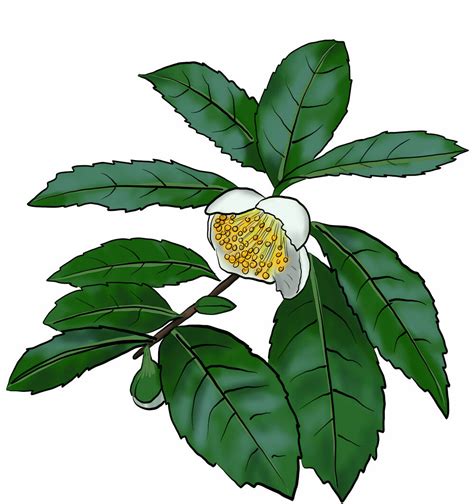 Camellia Sinensis Darjeeling Seeds For Sale Uk Grow Paradise