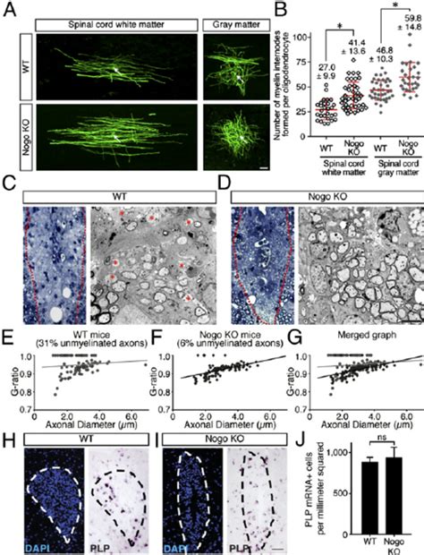 Myelinogenic Potential And Remyelination After Lysolecithin Induced