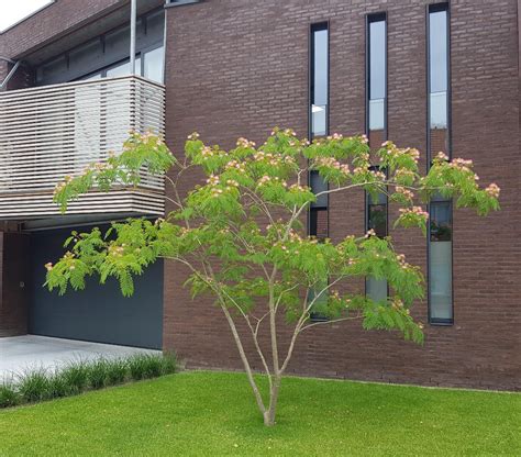 A Small Tree In Front Of A Brick Building With Balconies On The Roof