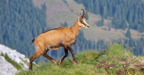 Chamois - A-Z Animals