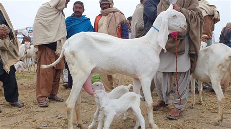 2 bacchon wali rajanpuri bakray بچوں والی راجن پوری بکریاں Gulabi