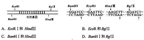 Dna Banhi Ecori Hind