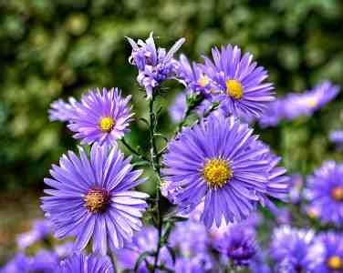 Types of Aster Flowers: Varieties of Aster Plant (With Pictures)