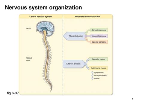 Ppt Nervous System Organization Powerpoint Presentation Free