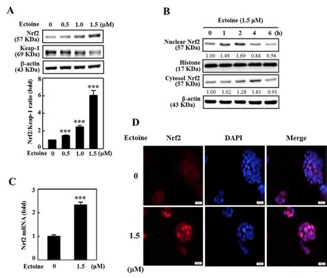 Ectoine Upregulated The Nuclear Translocation Of Antioxidant Marker