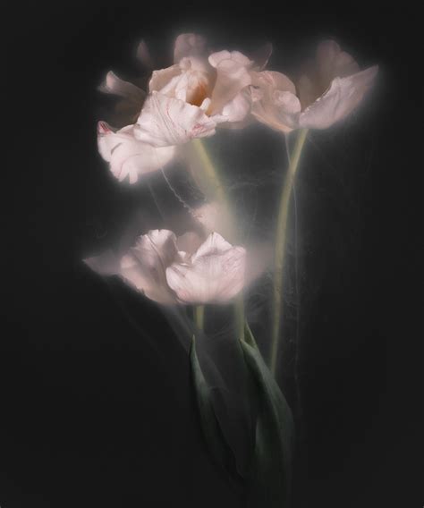 Tulips from the Netherlands on Behance