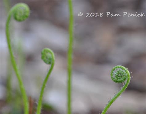 Fiddleheads And Other Unfurlings Digging