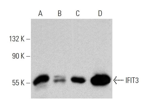 Anti Ifit Antibody E Scbt Santa Cruz Biotechnology