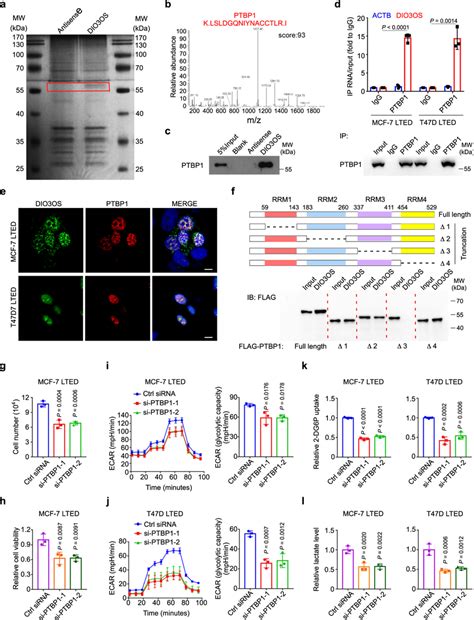 DIO3OS Interacts With PTBP1 In The Nucleus A Biotin RNA Pulldown Assay