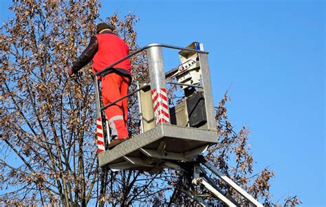 Safety Tips For DIY Tree Trimming And When To Call The Professionals - Tree Service Columbus