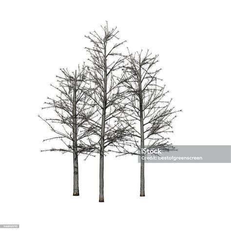 A Group Of Shingle Oak Trees In Winter Isolated On White Background