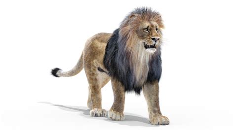 Lion Fur Rigging Animation 3d 3ds