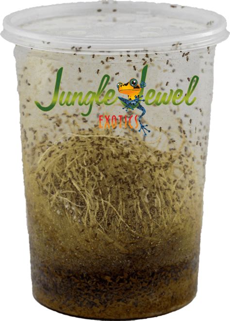 Melanogaster Small Wingless Fruit Fly Culture Jungle Jewel Exotics