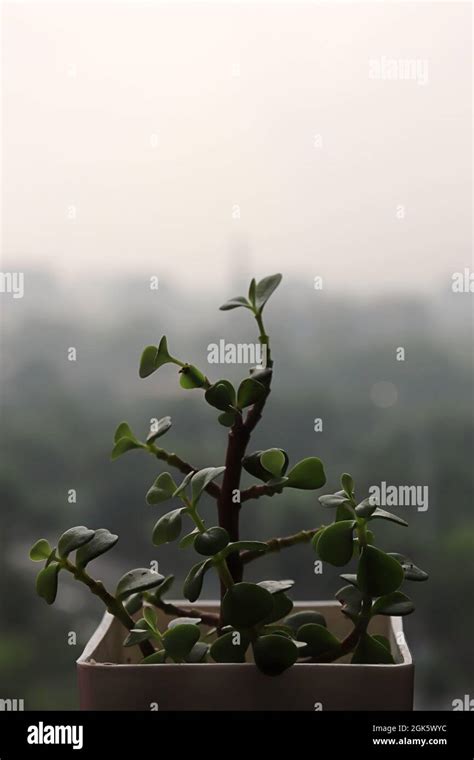 Jade plant feng shui hi-res stock photography and images - Alamy