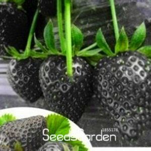 Black Strawberry Seeds 100 Pack - BestSeedsOnline.com - Free Shipping Worldwide