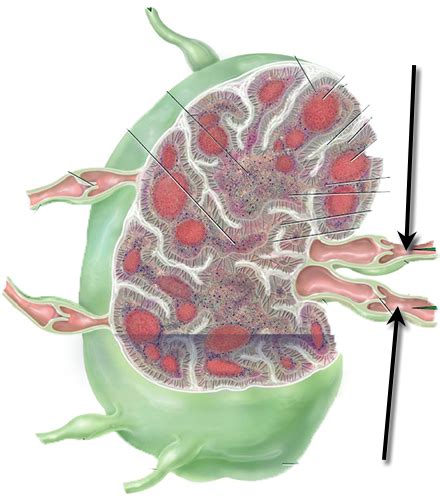 BMS 508 Lab Lymphatic And Immune Systems Flashcards Quizlet