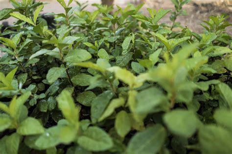 trees   future  track  plant  billion trees