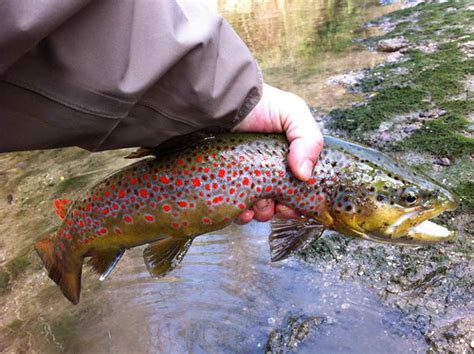 Pictures Of The Day Psychedelic Italian Brown Trout Orvis News