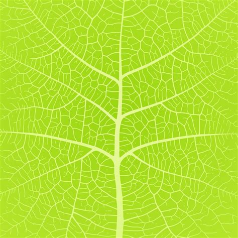 Premium Vector Leaf Vein Texture Abstract Background With Close Up