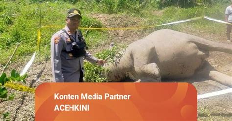 Seekor Gajah Betina Ditemukan Mati Di Aceh Timur Diduga Akibat