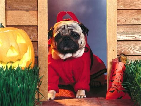 Pug Halloween Wallpapers - Top Free Pug Halloween Backgrounds ...