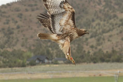 Red Tailed Hawk Powell Butte Oregon Banded At PDX Charles Gates