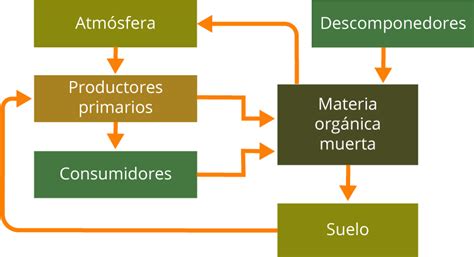 Ciclos Biogeoquímicos Portal Académico Del Cch