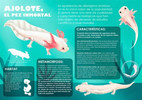 Infografía Ajolote Behance