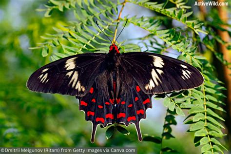 The World's Most Beautiful Butterflies: Pictures & Facts