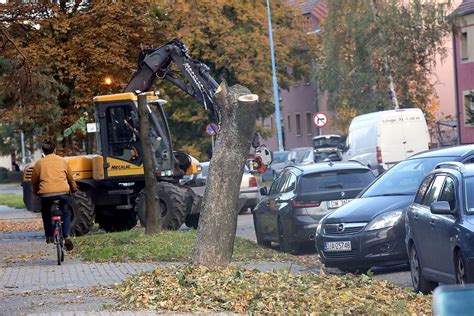 Rozpocz A Si Wycinka Drzew Na Ulicy Okr Nej W Legnicy Trwa Budowa