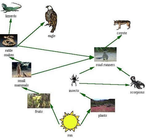 Food Webs - Desert Biome