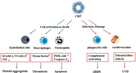 Frontiers Update Advances On C Reactive Protein In Covid And Other