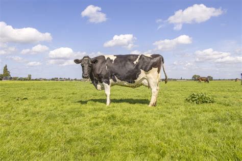 Cow Milk Cattle Black And White Standing Livestock Udder Large And