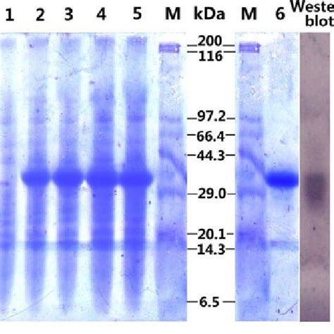 Sds Page Gel And Western Blot Analysis Of Gbifr Expressed In E Coli