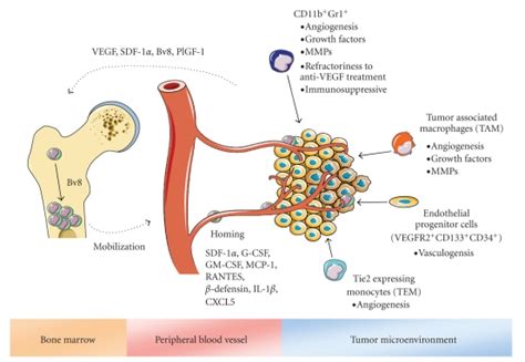 Angiogenesis In Cancer And Other Diseases Cancerwalls