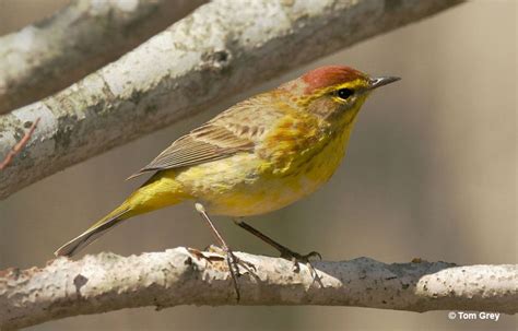 Palm Warbler - ID, Facts, Diet, Habit & More | Birdzilla