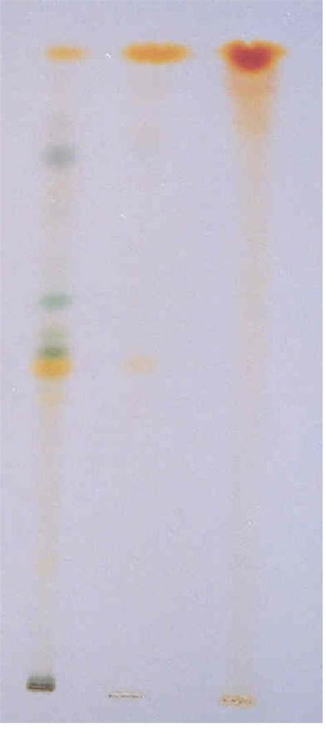 Photograph Of Tlc Plate A Standard All Trans β Carotene B Extracts