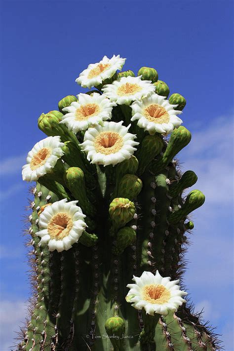 Arizona State Flower- The Saguaro Cactus Flower Photograph by Tom Janca ...